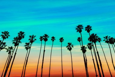 Santa Barbara Kaliforniya günbatımı hurma ağacı satırlar