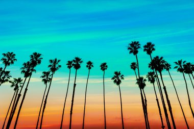 California sunset Palm tree rows in Santa Barbara clipart