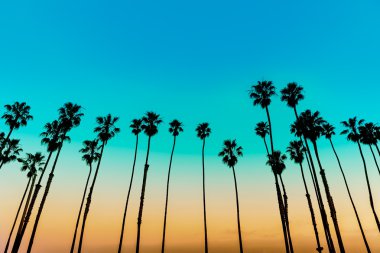 Santa Barbara Kaliforniya günbatımı hurma ağacı satırlar