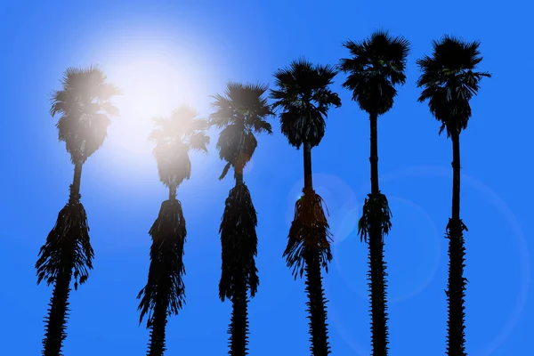 Kalifornie palm stromy washingtonia západní surf chuť — Stock fotografie