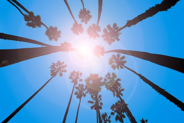 Kalifornie palmy zobrazení zespodu v santa Barbaře — Stock fotografie