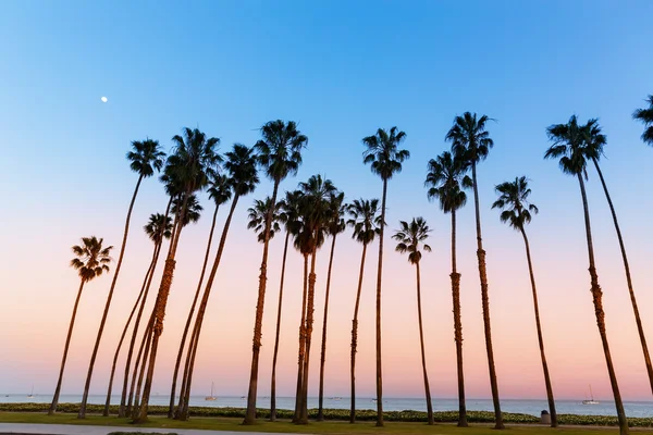 在圣巴巴拉加利福尼亚日落棕榈树行 — 图库照片