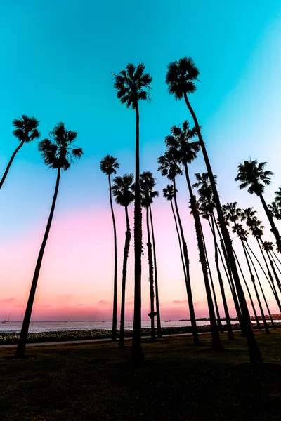 サンタ ・ バーバラでカリフォルニア日没パーム ツリー行 — ストック写真