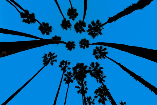 California palmiye ağaçları, aşağıdan santa Barbara'da göster — Stok fotoğraf