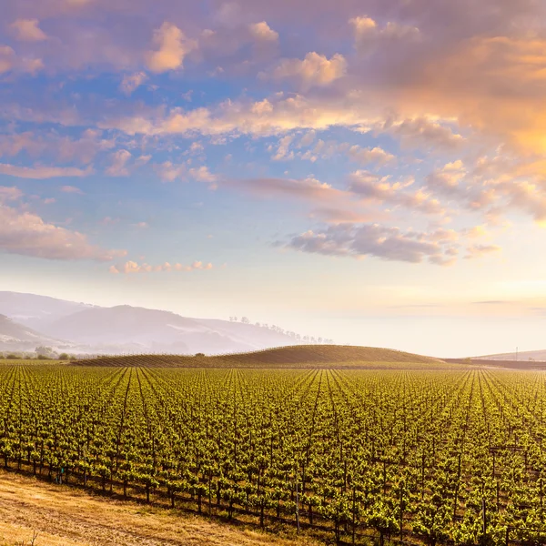 Coucher de soleil sur le vignoble californien aux États-Unis — Photo