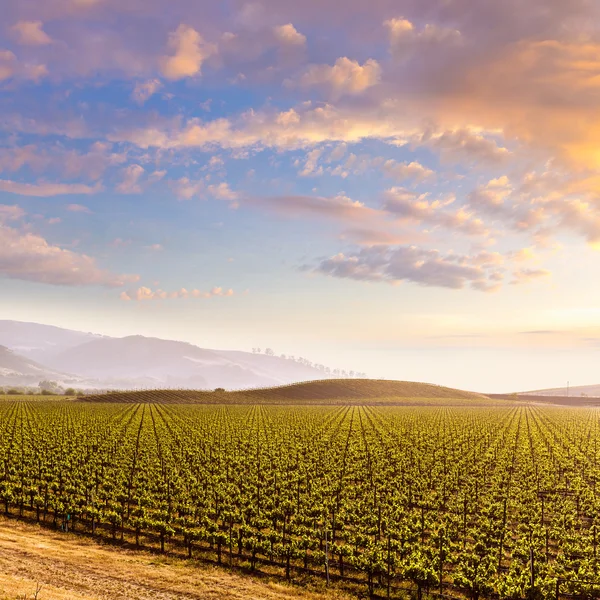 California vineyard field sunset in US Royalty Free Stock Images