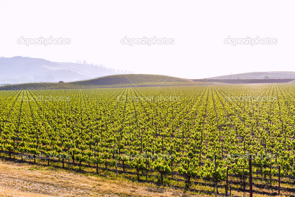 California vineyard field in US