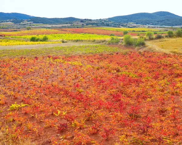 Carinena and Paniza vineyards in autumn red Zaragoza Spain — Stock Photo, Image