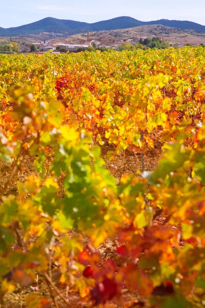 Aragon Paniza autumn golden red vineyard in Zaragoza — Stock Photo, Image