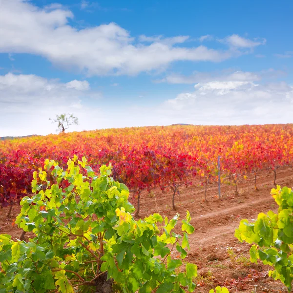 Виноградники Carinena и Paniza осенью красная Сарагоса Испания — стоковое фото
