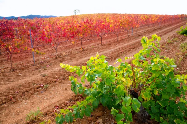 Carinena e Paniza vigneti in autunno rosso Saragozza Spagna — Foto Stock