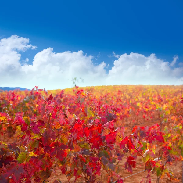 Carinena a paniza vinice na podzim červené zaragoza, Španělsko — Stock fotografie