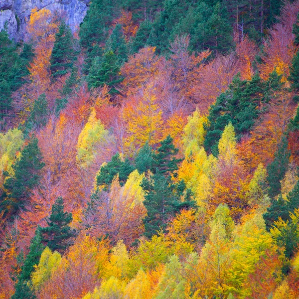 Floresta de outono em Pirinéus Valle de Ordesa Huesca Espanha — Fotografia de Stock