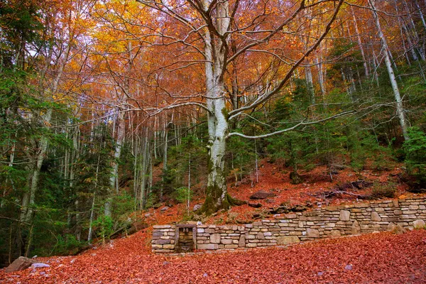 Herfst bos in Pyreneeën valle de ordesa huesca Spanje — Stockfoto
