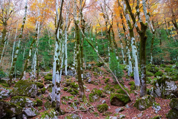 Herbstwald in pyrenäen valle de ordesa huesca spanien — Stockfoto
