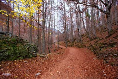 sonbahar orman pyrenees valle de ordesa huesca İspanya