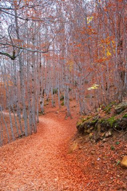 sonbahar orman pyrenees valle de ordesa huesca İspanya
