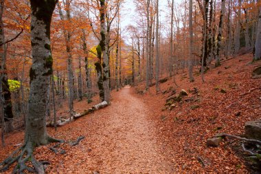 sonbahar orman pyrenees valle de ordesa huesca İspanya
