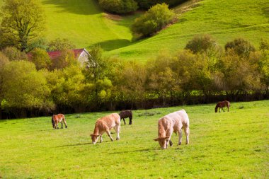 İspanya, pyrenees yeşil sonbahar Çayırlığında otlayan inekler
