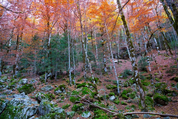 ピレネー山脈バジェ デ オルデサ huesca スペインで秋の森 — ストック写真