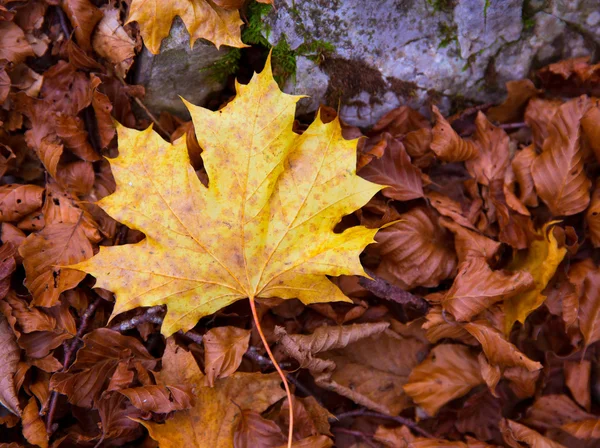 Autum alamo yellow leaf in a beech forest Pyrenees Ordesa — Stock Photo, Image