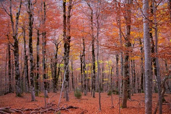 Hösten skogen i Pyrenéerna valle de ordesa huesca Spanien — Stockfoto
