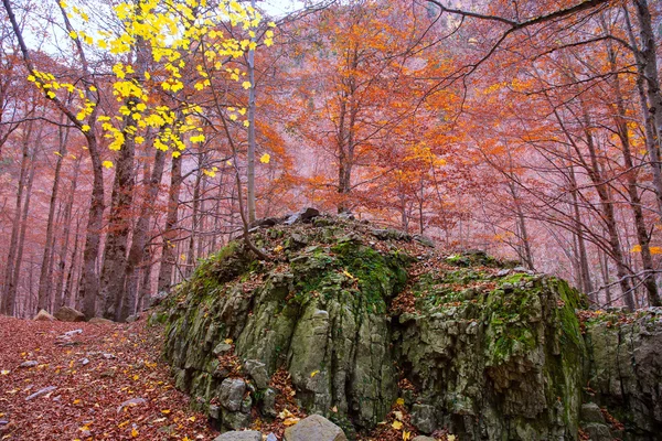 ピレネー山脈バジェ デ オルデサ huesca スペインで秋の森 — ストック写真