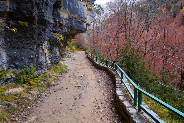 Herbstwald in pyrenäen valle de ordesa huesca spanien — Stockfoto