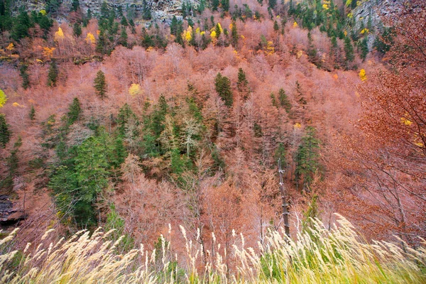 ピレネー山脈バジェ デ オルデサ huesca スペインで秋の森 — ストック写真