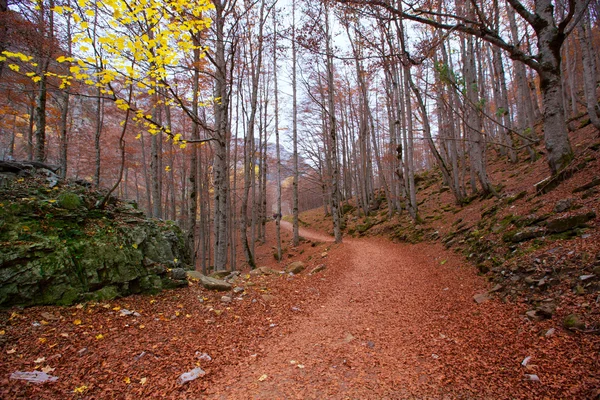 Podzimní Les v Pyrenejích valle de ordesa huesca Španělsko — Stock fotografie