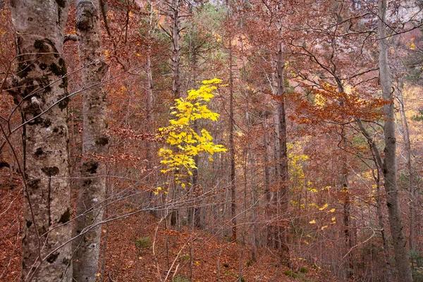 Φθινόπωρο δάσος στην Πυρηναία valle de ordesa huesca Ισπανία — Φωτογραφία Αρχείου