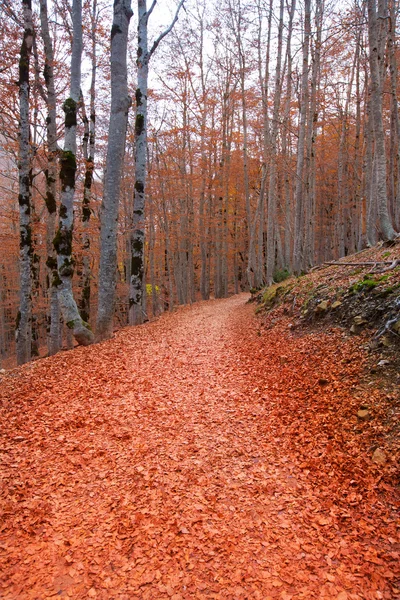 Jesień las w Pirenejach valle de ordesa huesca Hiszpania — Zdjęcie stockowe