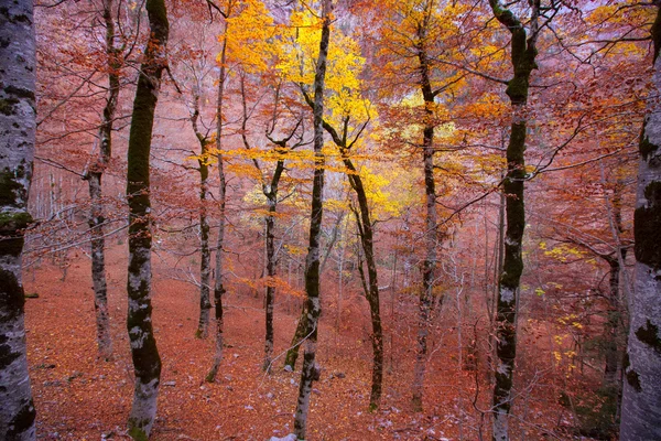 ピレネー山脈バジェ デ オルデサ huesca スペインで秋の森 — ストック写真