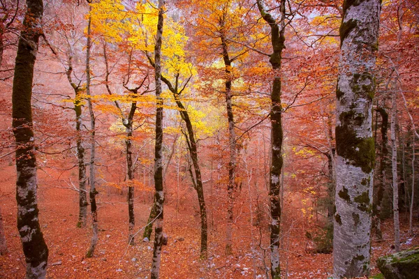 Efterårsskov i Pyrenæerne Valle de Ordesa Huesca Spanien - Stock-foto