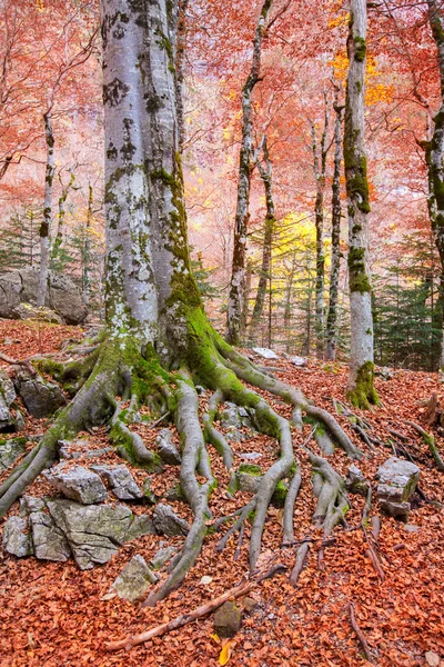 Efterårsskov i Pyrenæerne Valle de Ordesa Huesca Spanien - Stock-foto