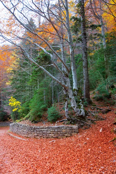 Jesień las w Pirenejach valle de ordesa huesca Hiszpania — Zdjęcie stockowe