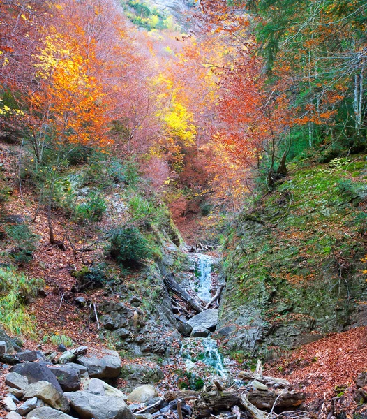 Jesień las w Pirenejach valle de ordesa huesca Hiszpania — Zdjęcie stockowe