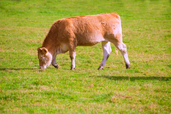 Cows grazing in Pyrenees green autumn meadows at Spain — Stock Photo, Image