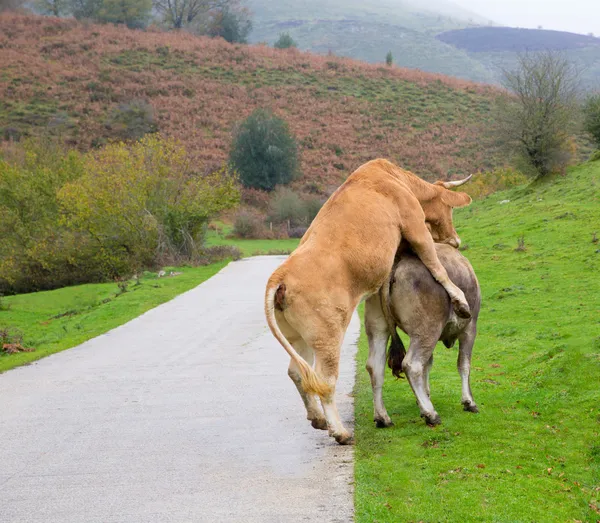 Vacas apaixonadas fingindo ter relações sexuais na estrada dos Pirenéus — Fotografia de Stock