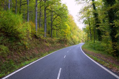 ormandaki Pyrenees eğri yol