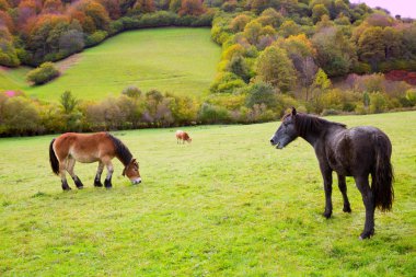 Horses and cows grazing in Pyrenees meadows at Spain clipart