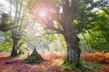 sonbahar selva de Irati kayın ormanı navarra pyrenees İspanya