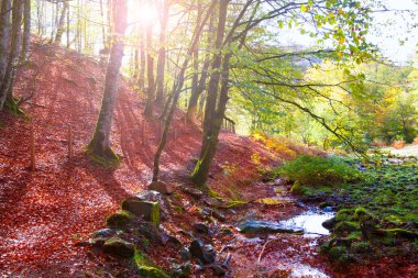 sonbahar selva de Irati kayın ormanı navarra pyrenees İspanya