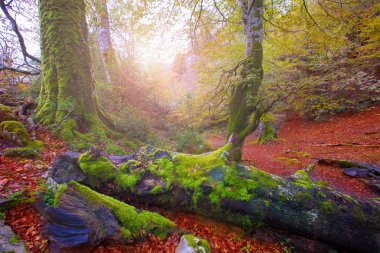 sonbahar selva de Irati kayın ormanı navarra pyrenees İspanya