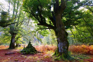 sonbahar selva de Irati kayın ormanı navarra pyrenees İspanya