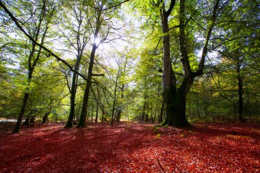 sonbahar selva de Irati kayın ormanı navarra pyrenees İspanya