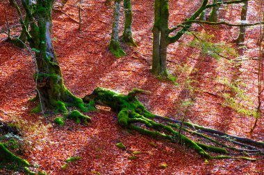 sonbahar selva de Irati kayın ormanı navarra pyrenees İspanya