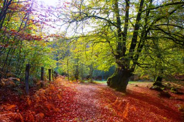sonbahar selva de Irati kayın ormanı navarra pyrenees İspanya
