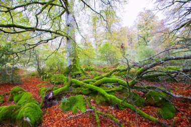 sonbahar selva de Irati kayın ormanı navarra pyrenees İspanya