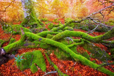 sonbahar selva de Irati kayın ormanı navarra pyrenees İspanya